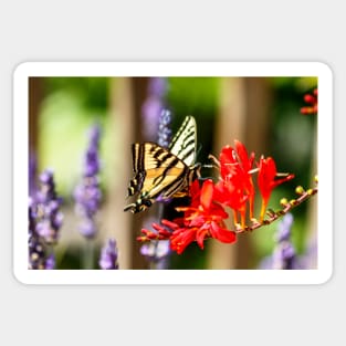 Swallowtail butterfly on crocosmia Sticker